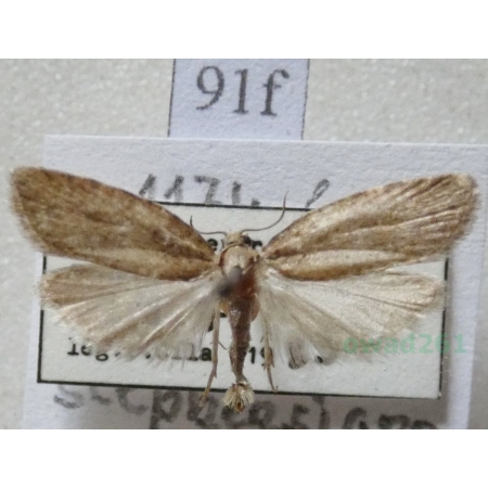 Agonopterix heracliana (Linnaeus, 1758) Czech91f